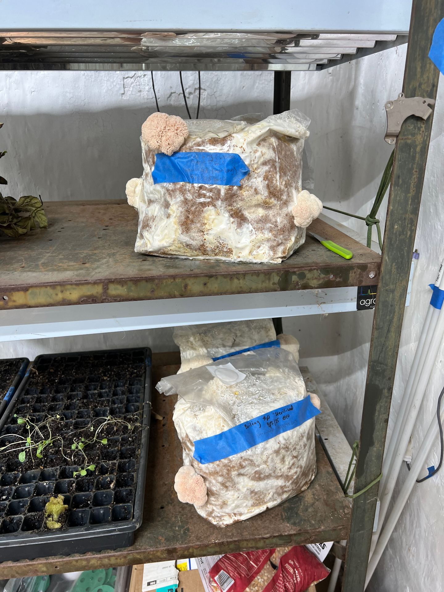 Lion's Mane mushrooms grown by From The Land